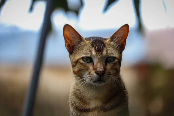 Красивый Портрет Бенгальской Коричневой Черной Кошки Открытом Воздухе — стоковое фото