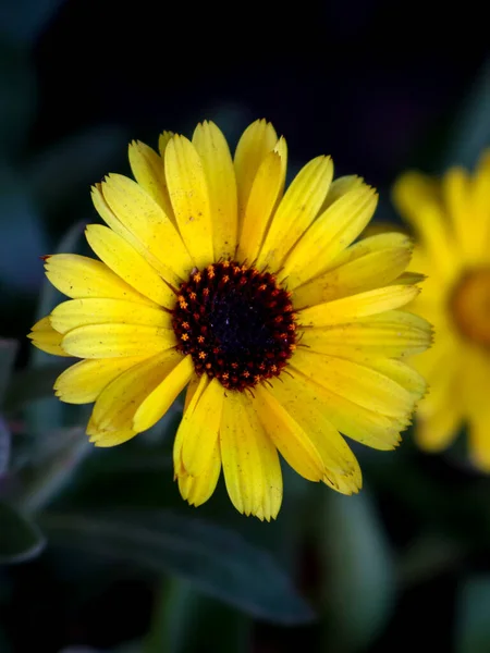 Una Hermosa Flor Caléndula Amarilla Primer Plano Centro Flor Naranja — Foto de Stock