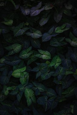 Bangladeş 'teki bir ekoloji parkında yeşil yapraklardan oluşan güzel bir manzara..