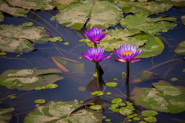 三朵莲花或水百合花在一个绿叶环绕的大池塘里 图库图片
