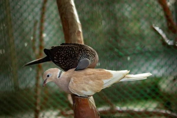 Couple Belles Colombes Collier Eurasiens Oiseaux Dans Une Cage Zoo — Photo