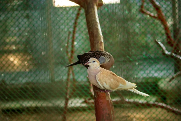 Ein Paar Wunderschöne Eurasische Halstauben Einem Zoo Käfig — Stockfoto