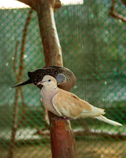 Ein Paar Wunderschöne Eurasische Halstauben Einem Zoo Käfig — Stockfoto