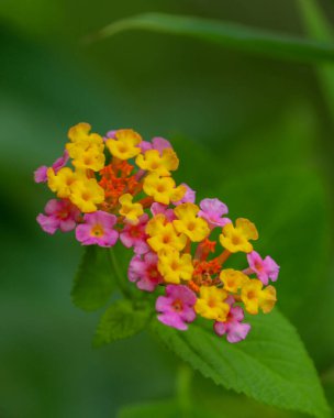 Bangladeş 'teki bir ormanda yeşil yapraklar tarafından bulanık arkaplanlı sarı ve pembe Lantana Camara çiçeklerinin güzel yakın çekimi