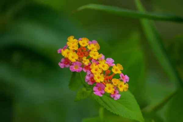 バングラデシュの森の緑の葉によって背景がぼやけている黄色とピンクのランタナ カマラの花の美しい近景 — ストック写真