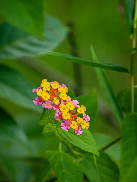 Ein Schöner Blick Auf Gelbe Und Rosa Lantana Camara Blüten — Stockfoto