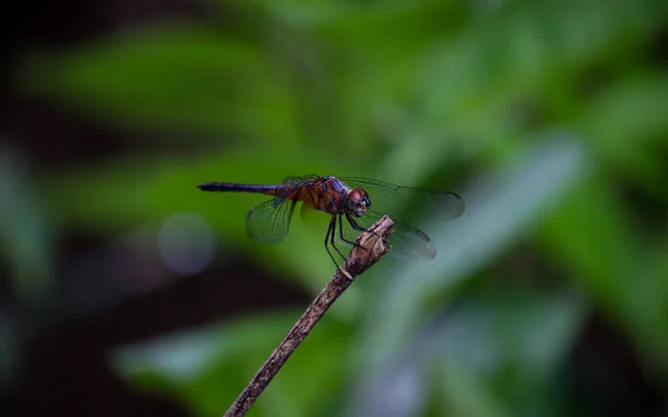 Beautiful Landscape Red Dragonfly Sitting Broken Branch Resting Summer Day — Stock Photo, Image