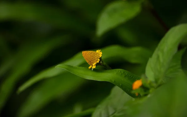 森林中的玉兰花野黄花美丽的风景 免版税图库图片