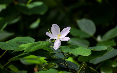 Ormanda yaprakları olan beyaz bir Melastoma çiçeğinin güzel manzarası