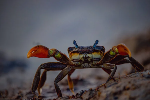 Macro Photo Petit Crabe Rouge Sur Plage Avec Visage Colère — Photo