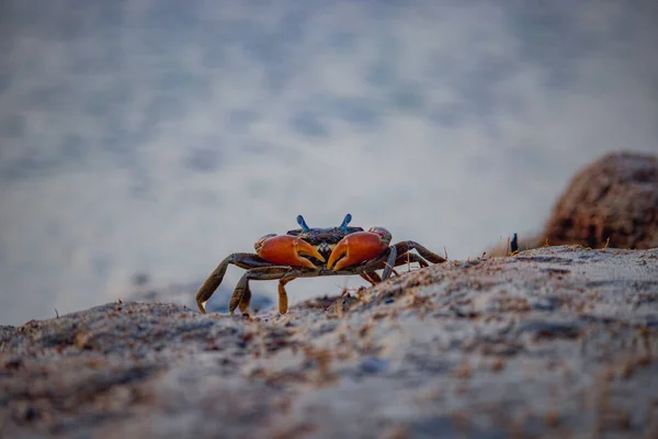 Zbliżenie Pojedynczego Czerwonego Kraba Piaszczystej Plaży Wyglądającego Wściekłego — Zdjęcie stockowe