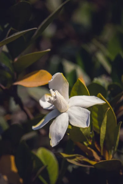 A beautiful closeup of a white Gardenia flower is known as Cape Jasmine in garden