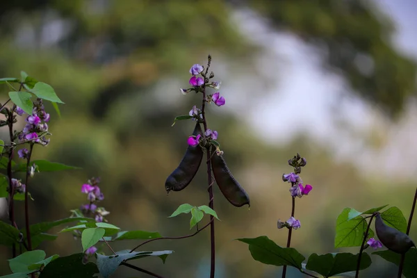 孟加拉国菜花 紫色风信子豆在花园里 图库照片