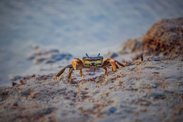 Hermoso Primer Plano Solo Cangrejo Rojo Caminando Una Playa Arena —  Fotos de Stock