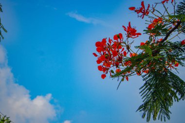 Kırmızı Caesalpinia pulcherrima Tavuskuşu çiçeği dalları mavi gökyüzünde ağaçta asılı