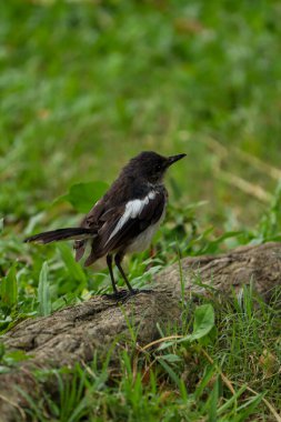 Yeşillik bir alanda Doğulu Saksağan Robin (Doyle) kuşuna yakın çekim. Bangladeş ulusal kuşu Doyle.