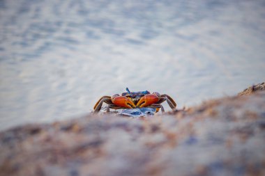 Sevimli kırmızı bir yengeç onu koruyordu.