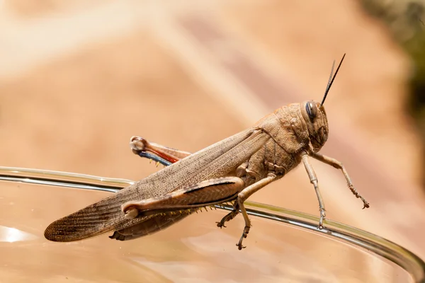 Happy grasshopper jumps for free Royalty Free Stock Images