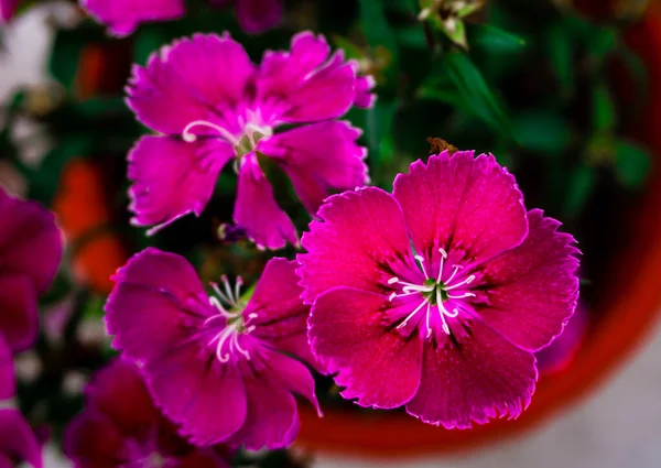 Een Clsoe Shot Van Maiden Pink Bloemen Een Pot Dianthus — Stockfoto