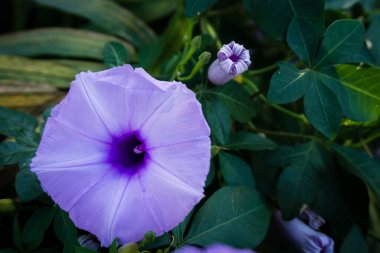 Ipomoea cairica, palmiye yaprakları ve lavanta çiçeklerine kadar büyük, gösterişli beyaz yaprakları olan bir sarmaşık, otçul bitkidir. Bir sabah ihtişamı türü, dakikada bir mil kadar yaygın bir isme sahiptir.