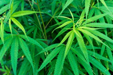 Kenevir yaprağı ve tomurcuğunun yakın çekimi.