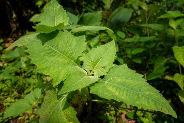 Sigesbeckia orientalis, Asteraceae familyasından bir bitki türüdür. Sarı çiçekli, küçük, seyrek dallı bir çalıdır..