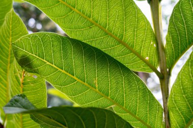 Guava ağacı yapraklarını yakından çek. Organik guava bitkileri.