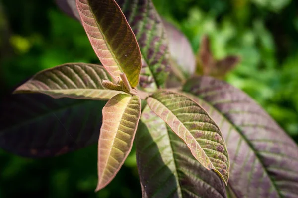 グアバの木の最後のショットを残します 有機グアバ植物 — ストック写真