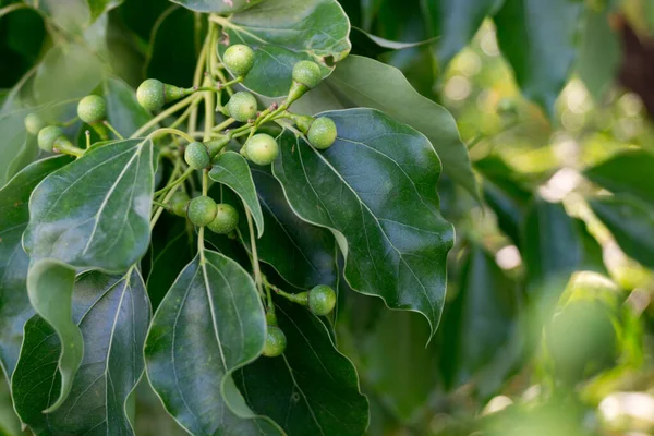 Kafur defne tohumu ve yaprakları yakından çek. Cinnamomum camfora, Kafur ağacı, Kafur ağacı veya Kafur defne adı altında bilinen bir ağaç türü..