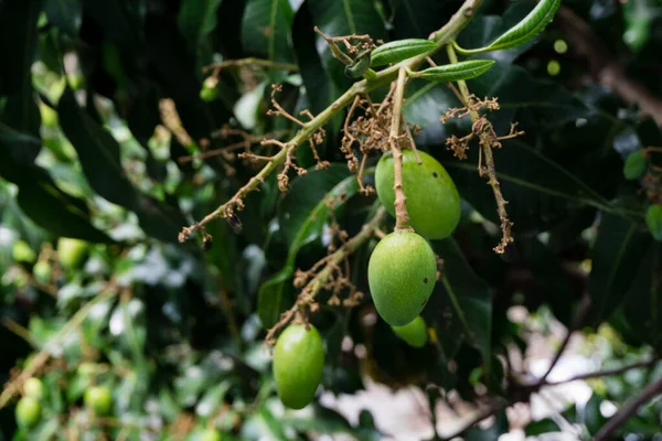 Close Shot Raw Mango Hanging Tree Mangifera Indica Commonly Known — Stock Photo, Image