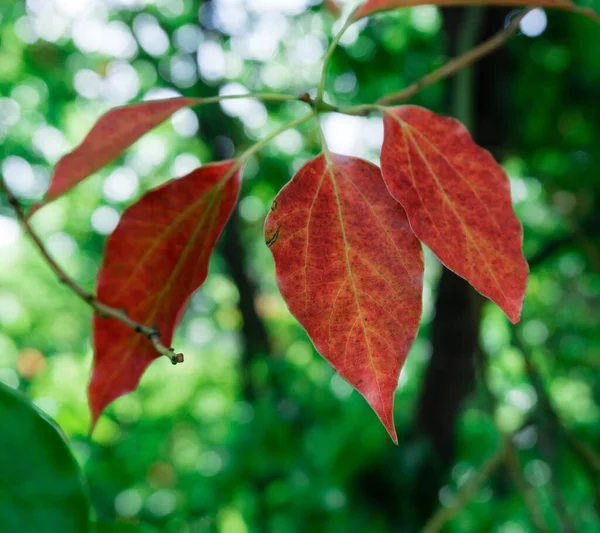 Gros Plan Des Feuilles Laurier Camphre Qui Sont Devenues Rouges — Photo