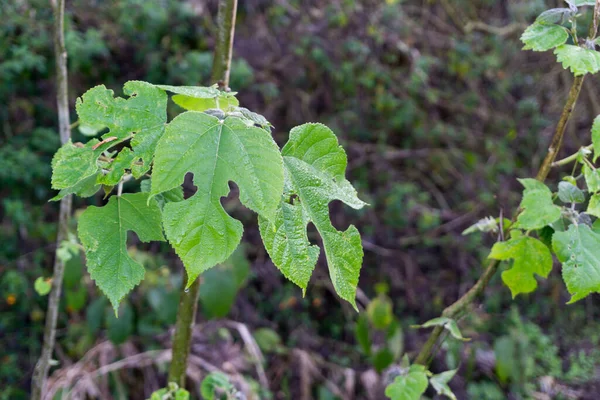 Amplessis Glandulosa Varの葉 別名クリーパー 磁器ベリー アムール ペパーバイン ワイルド ブドウとも呼ばれるペダンカルタは アジアの温帯地方原産の観賞植物です — ストック写真