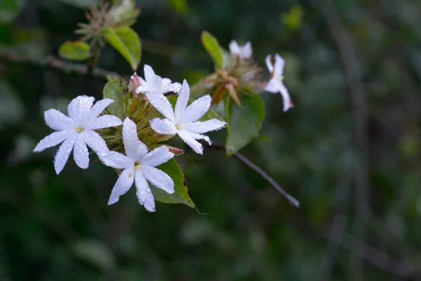 Jasmine Taxonomic Name Jasminum 0Is Genus Shrubs Vines Olive Family — Stock Photo, Image