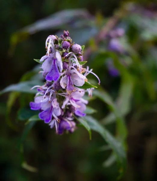 Vitex agnus-castus (ayrıca Vitex, Chastetree veya Chasteberry olarak da bilinir) Akdeniz 'in bir yerlisidir..