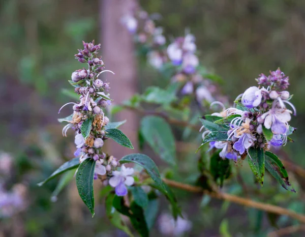 Vitex agnus-castus (ayrıca Vitex, Chastetree veya Chasteberry olarak da bilinir) Akdeniz 'in bir yerlisidir..