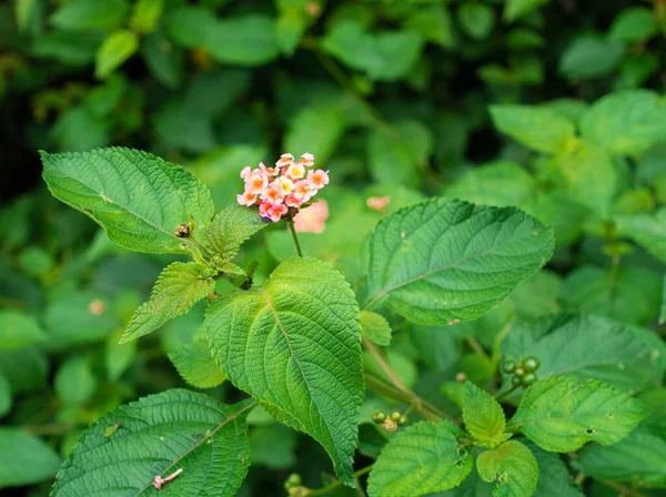 Lantana Camara Common Lantana Species Flowering Plant Verbena Family Verbenaceae — Stock Photo, Image