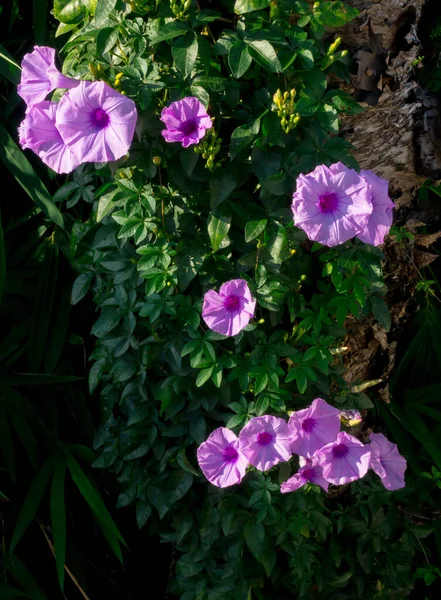 Ipomoea Cairica Een Wijnstokken Kruidachtige Vaste Plant Met Palmbladeren Grote — Stockfoto