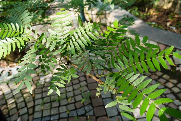 Albizia Coriaria Ist Ein Laubbaum Mit Einer Stark Verzweigten Ausladenden — Stockfoto