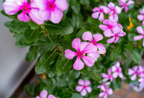 Madagascar Periwinkle Catharanthus Roseus Вид Квіткових Рослин Родині Apocynaceae — стокове фото