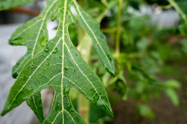 パパイヤの木の葉のクローズアップショット 植物は通常枝分かれしておらず 中空の茎と葉柄を持っています 葉は互生して互生し 螺旋状に配置され 幹の先端に群生します — ストック写真