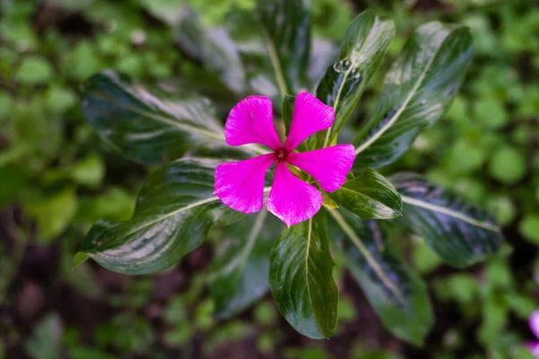 Madagaskar Periwinkle Catharanthus Roseus Een Plant Uit Familie Apocynaceae — Stockfoto