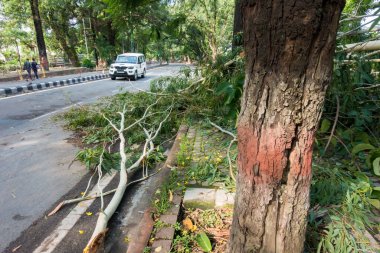 Güçlü rüzgarlar altında kaldırım kenarında devrilmiş bir ağaç..