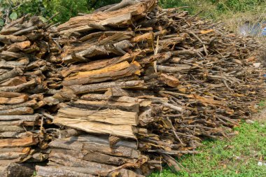 Ormandaki köylüler tarafından toplanan odun yığınları..