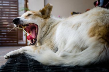 Güzel bir köpek resmi. Öfkeyle dişlerini gösteriyor..