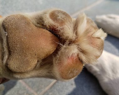 Köpek patisinin yakın çekimi. Süngerimsi bir köpek pençesi şok emici görevi görür..