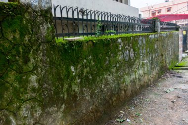 Beton duvarda büyüyen yeşil yosun ve yosunların yakın plan çekimi..