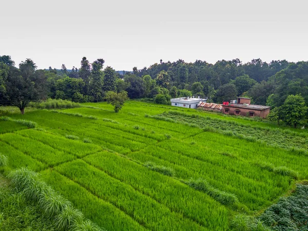 Деревенские Поля Зеленого Сельского Хозяйства Индии Рисовые Поля — стоковое фото