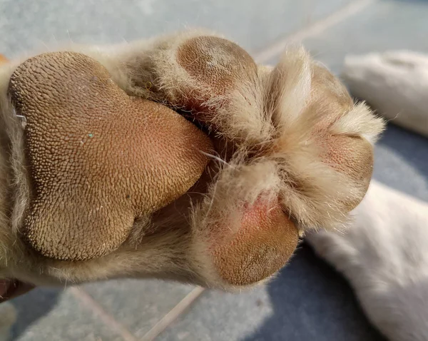 Köpek patisinin yakın çekimi. Süngerimsi bir köpek pençesi şok emici görevi görür..