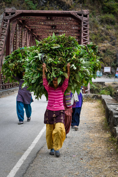 Редакция. дата: 6 августа 2020 года Место проведения: Индия, Раджастханд. Женщины, несущие скот на головах.