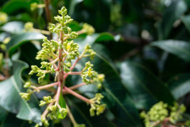 Mangifera indica yaygın olarak mango olarak bilinir. Küçük mangoları ve çiçekleri olan meyve taşıyan bir resim..